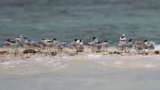 Lesser Crested Terns