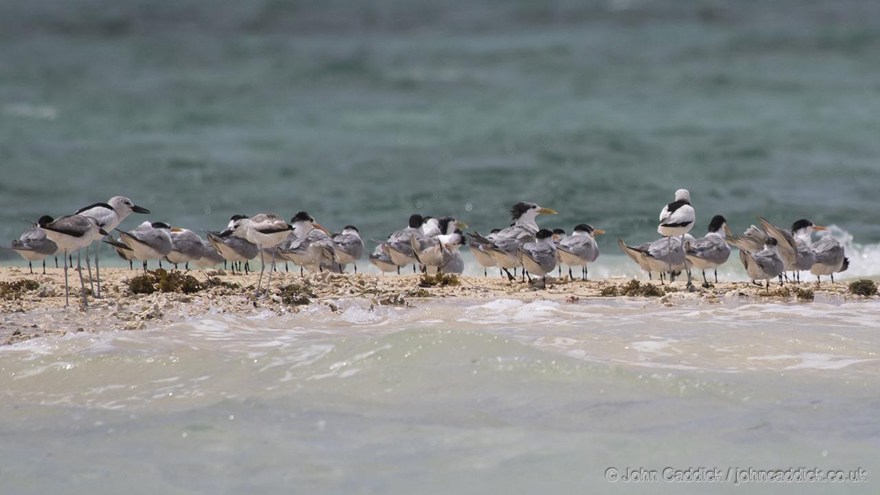 Lesser Crested Terns