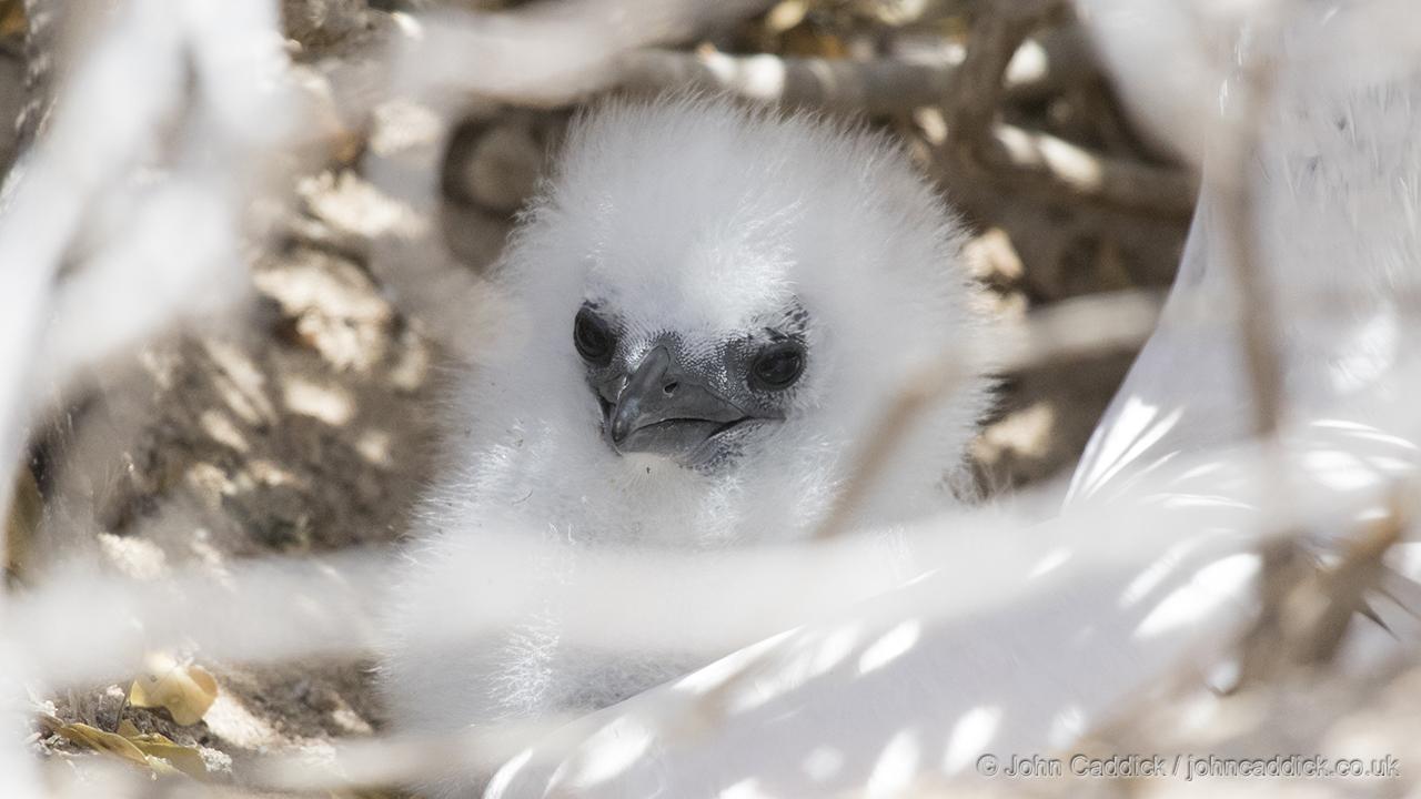 Red-tailed Tropicbird chick