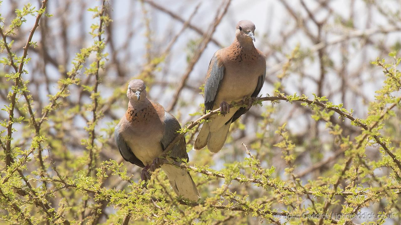012418_Laughing_Dove