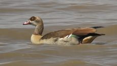 Egyptian Goose