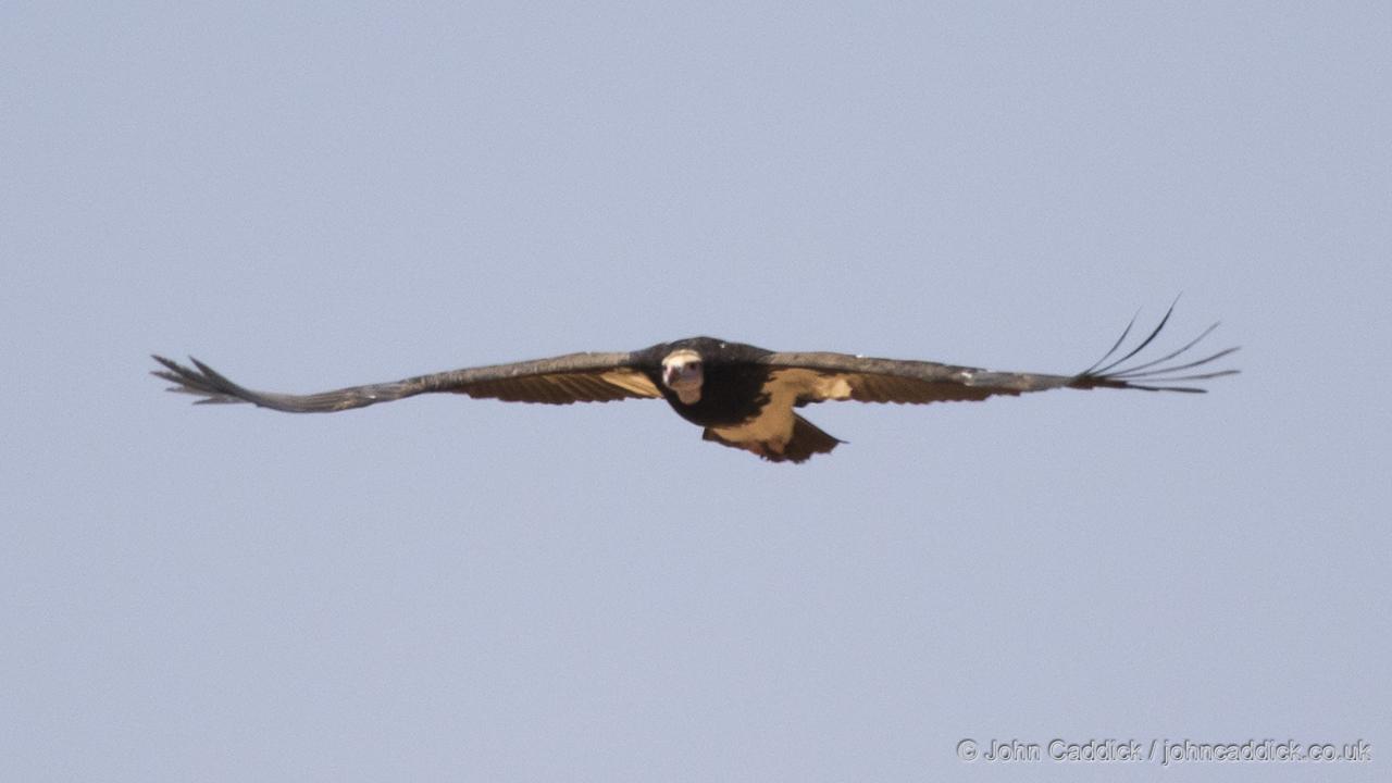 White-headed Vulture in flight
