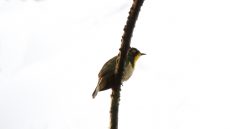 Yellow-throated Cuckoo male