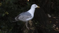 European Herring Gull sub-adult