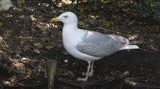 European Herring Gull sub-adult