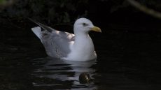 European Herring Gull sub-adult