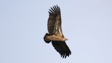 Ruppell’s Vulture