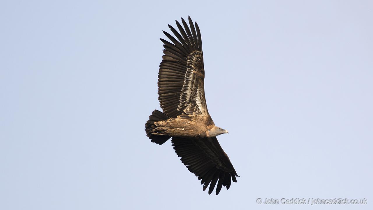 Ruppell’s Vulture