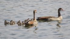 Egyptian Geese and family