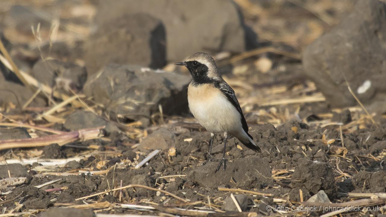 010918_Pied_Wheatear4