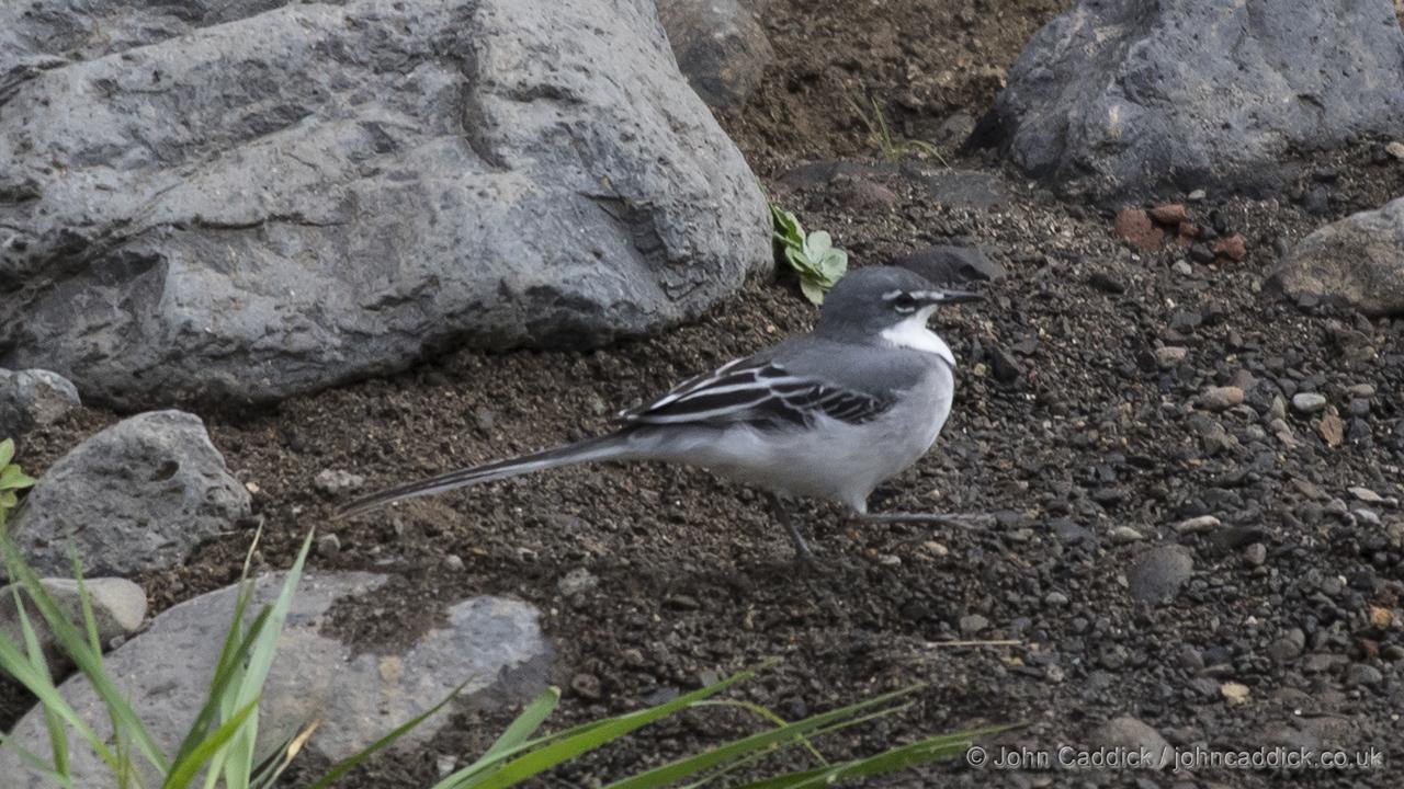011118_Mountain_Wagtail2