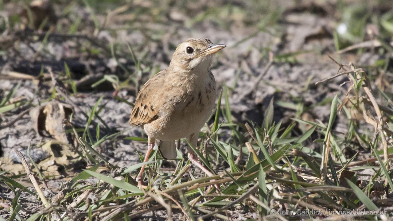 011418_African_Pipit1
