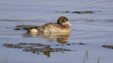 Egyptian Goose juvenile