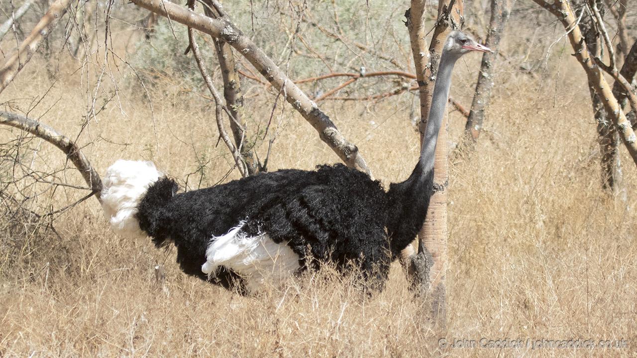 Somali Ostrich male