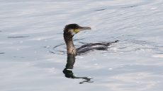 Great Cormorant juvenile