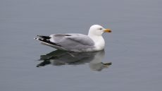 European Herring Gull adult