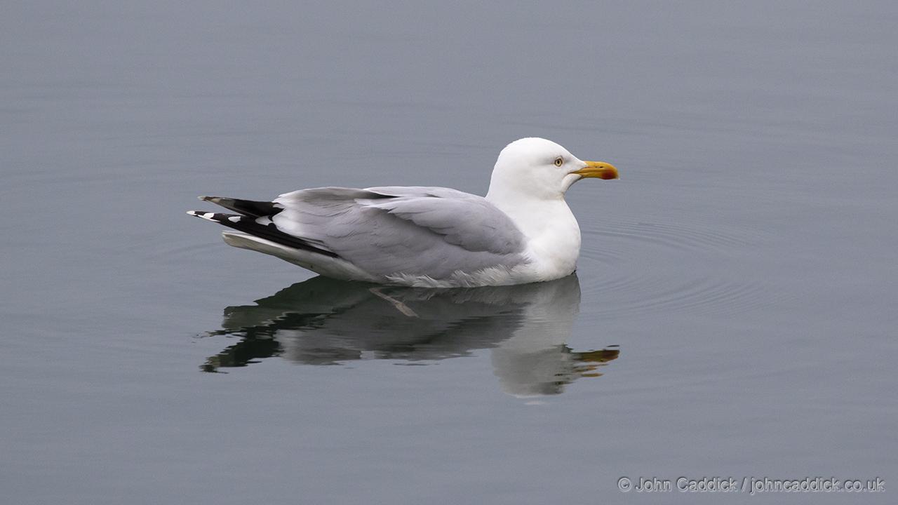 European Herring Gull adult