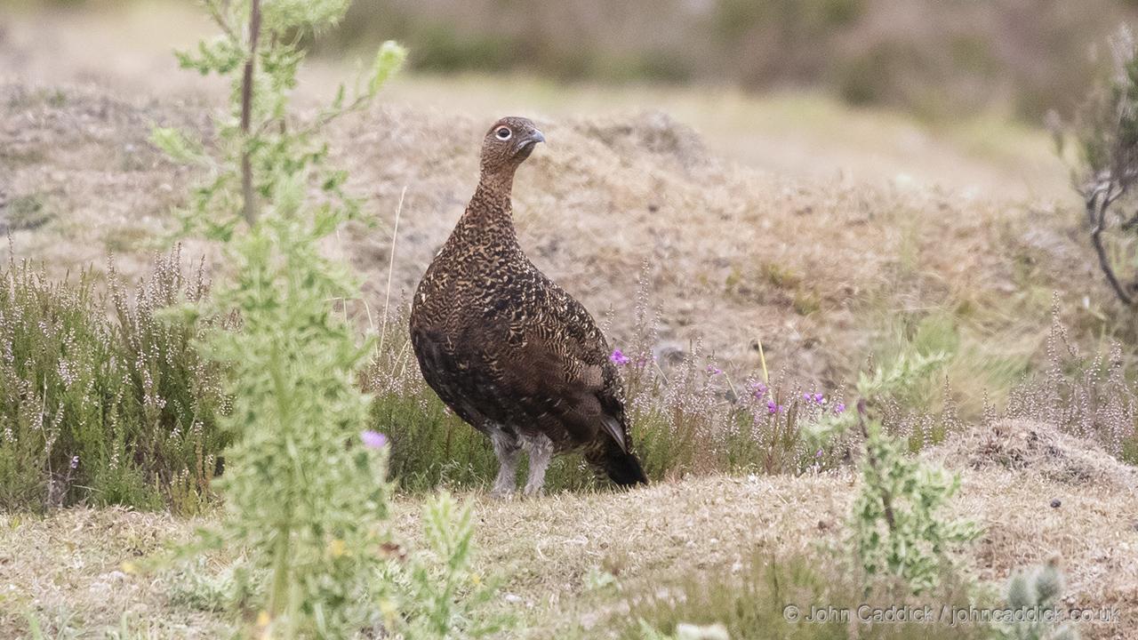 Red Grouse adult male