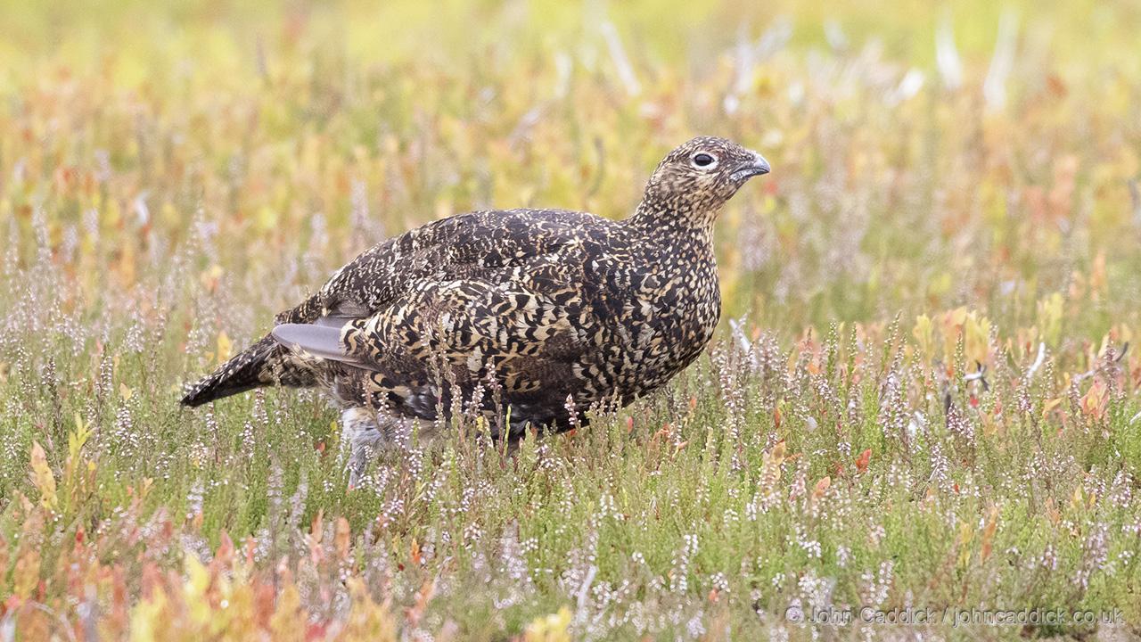Red Grouse female
