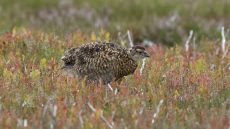 Red Grouse juvenile