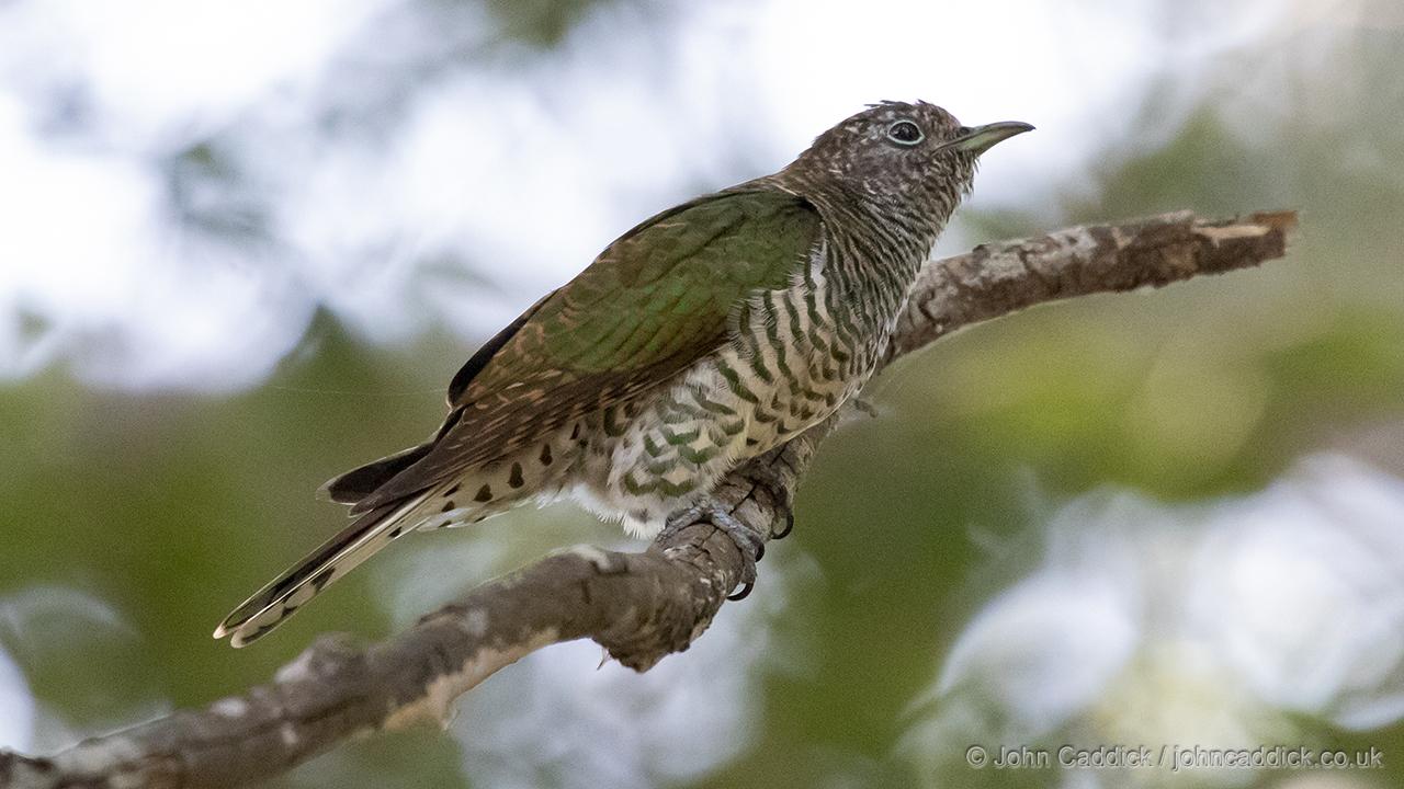 African Emerald Cuckoo female