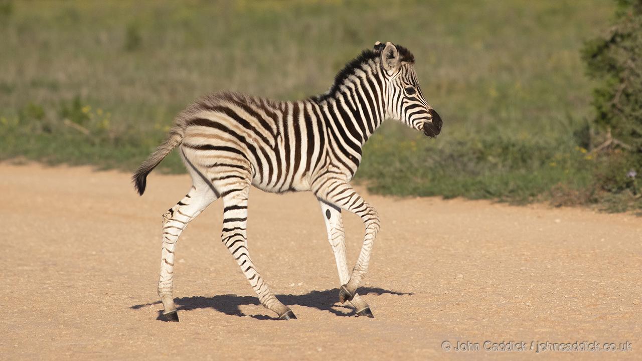 Plains Zebra juvenile