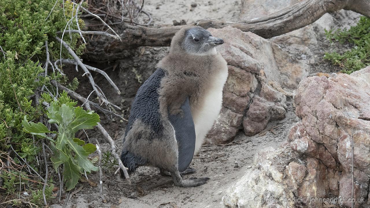 African Penguin juvenile