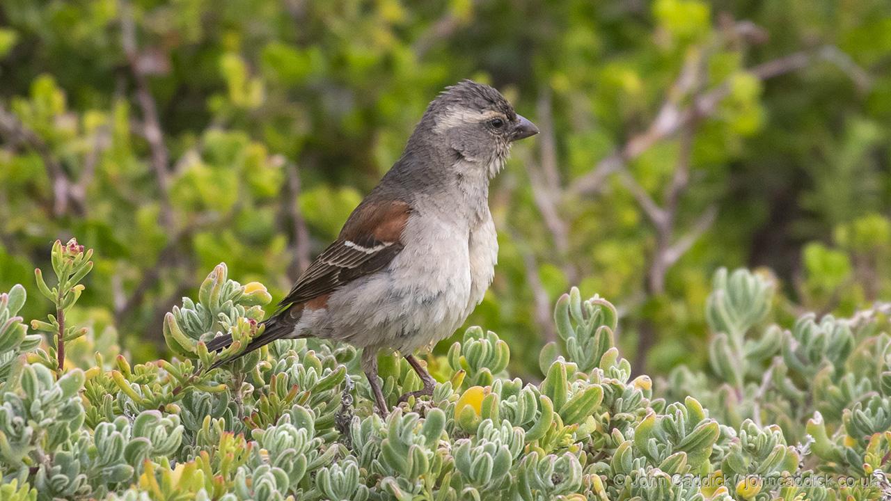 Cape Sparrow female