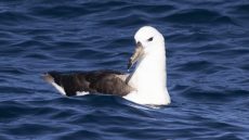 Black-browed Albatross juvenile