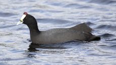 Red-knobbed Coot breeding