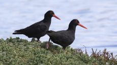 African Oystercatchers