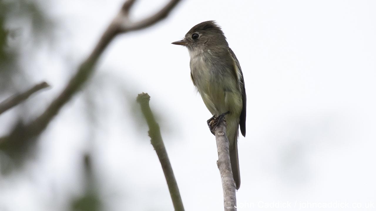 Pacific-slope Flycatcher
