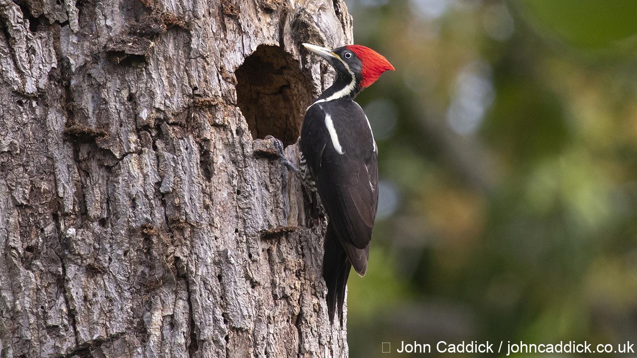 Lineated Woodpecker female