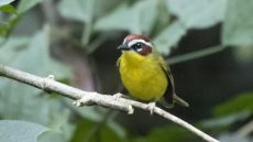 Rufous-capped Warbler ssp delattrii