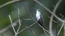 White-bellied Emerald