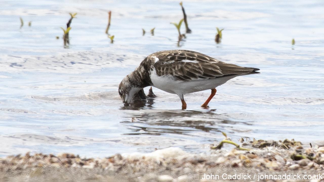Ruddy Turnstone