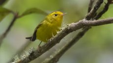 Wilson’s Warbler