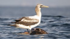 Masked Booby immature