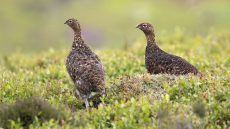 Willow Ptarmigan male and female