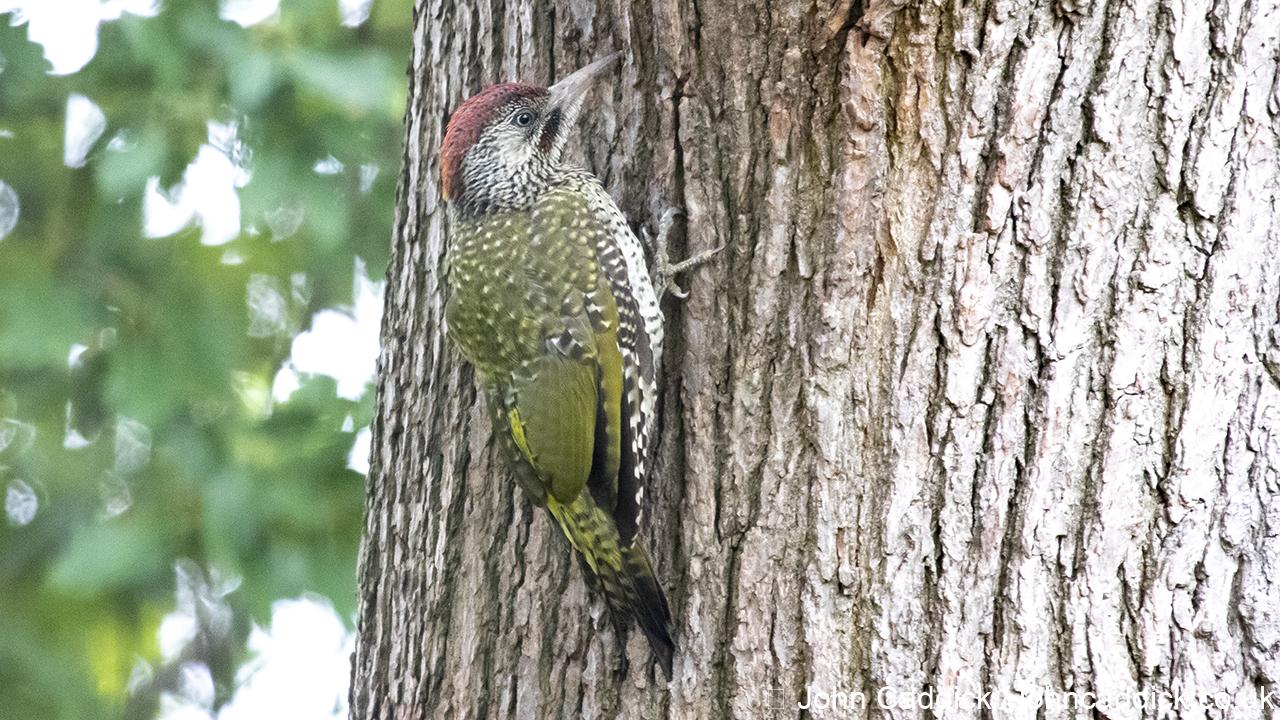 European Green Woodpecker juvenile male