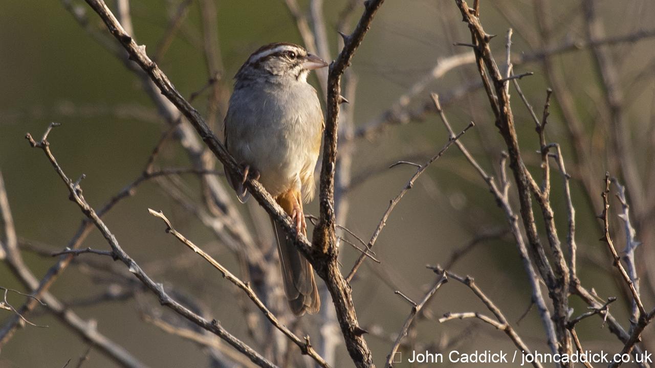 Cinnamon-tailed Sparrow