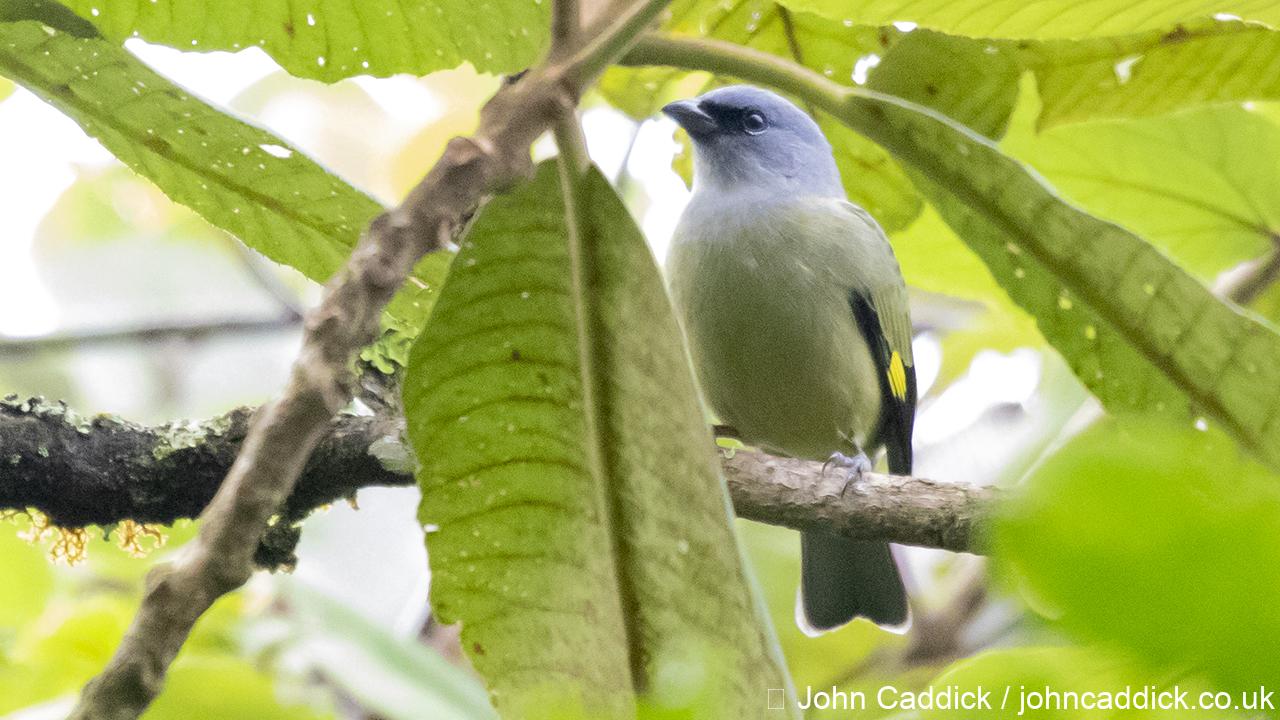 Yellow-winged Tanager