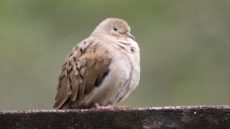 Ruddy Ground Dove female