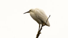 Little Egret