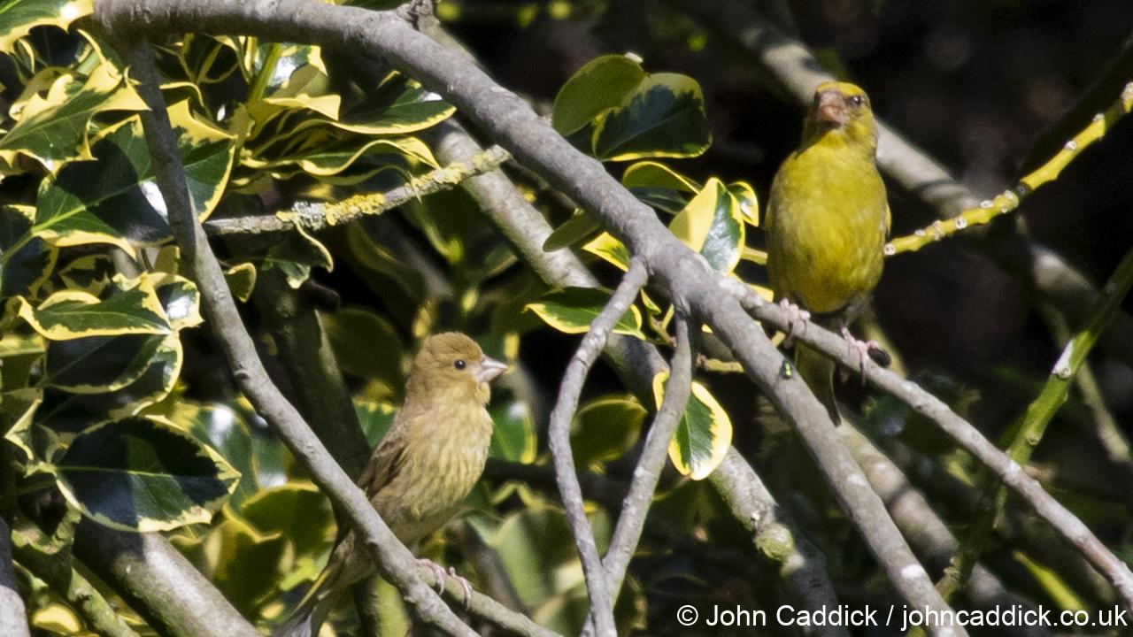 European Greenfinch adult male and juvenile