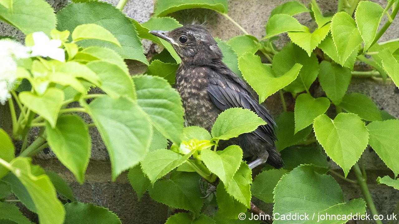 Common Blackbird juvenile