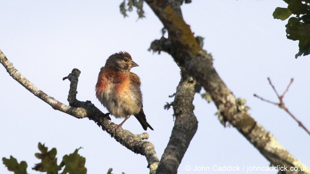 Common Linnet adult male