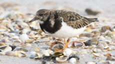 Ruddy Turnstone non-breeding