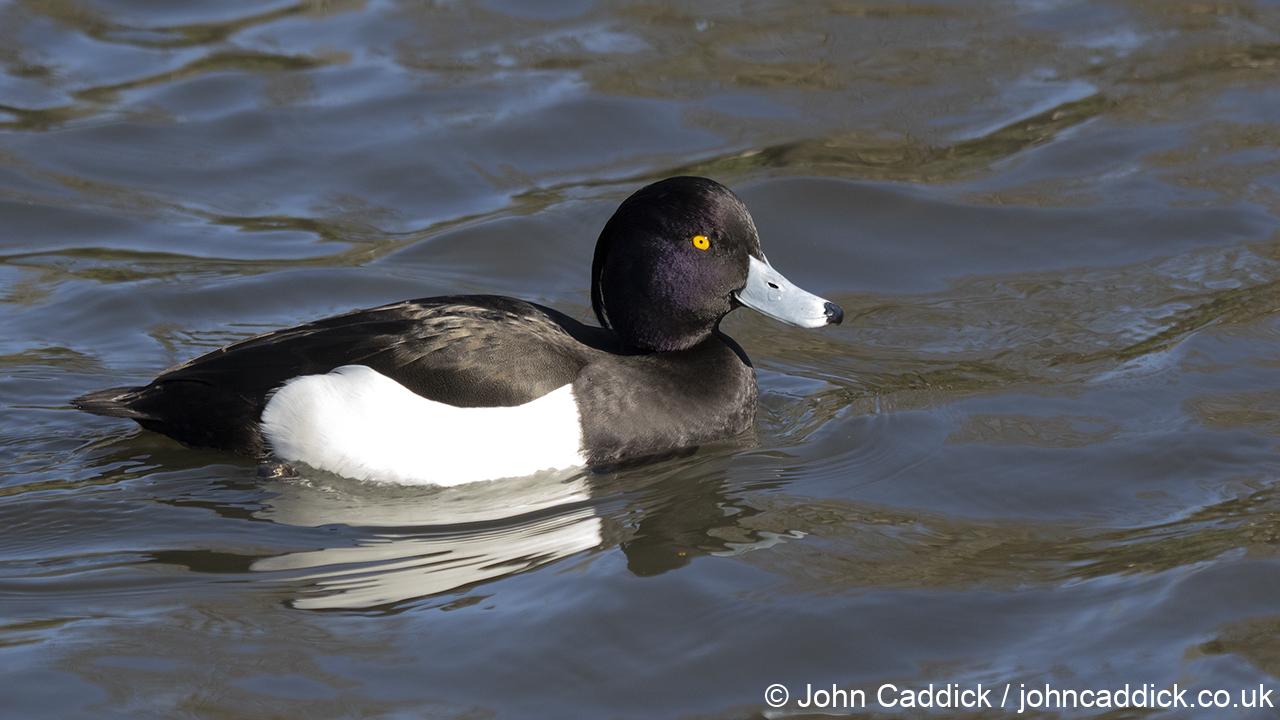 Tufted Duck adult male