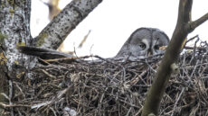 Great Grey Owl female on nest